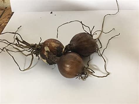 Bareroot Pink Spider Lily Surprise Lily Naked Lady Lily Resurrection Lily August Lily