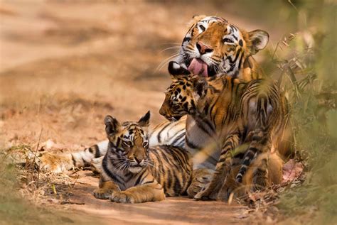 Tiger Panthera Tigris Lifestyle Diet And More Wildlife Explained