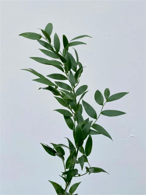 Bulk Pussy Willow Branches Toronto Bulk Flowers Wholesale