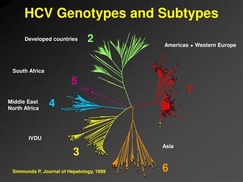 Ppt Advances In Hcv Therapy Powerpoint Presentation Free Download