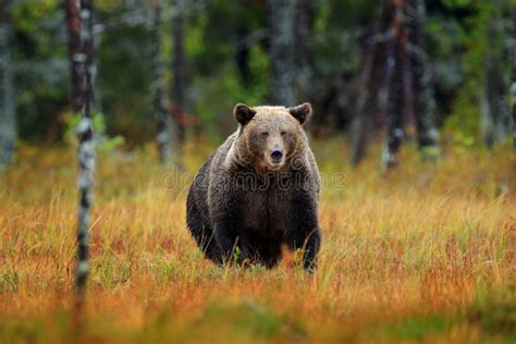 Urso Marrom Bonito Que Anda Em Torno Do Lago Com Cores Da Queda Animal