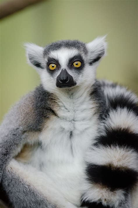 Безплатна снимка : дивата природа, бозайник, фауна, примат, наблизо ...