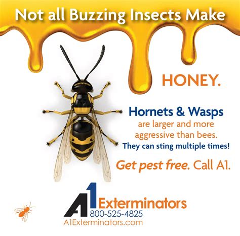 🐝🚫 "Buzzing Insects ≠ Honey." 🍯🚫 Hornets, Wasps & Yellow Jackets are