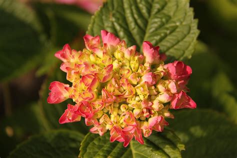 Flower Hydrangea Plant Free Photo On Pixabay Pixabay