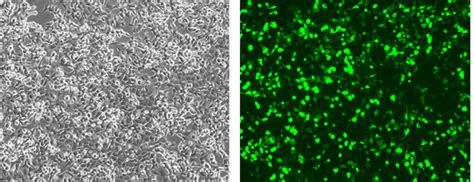 Cas9 Stable Cell Lines GeneCopoeia