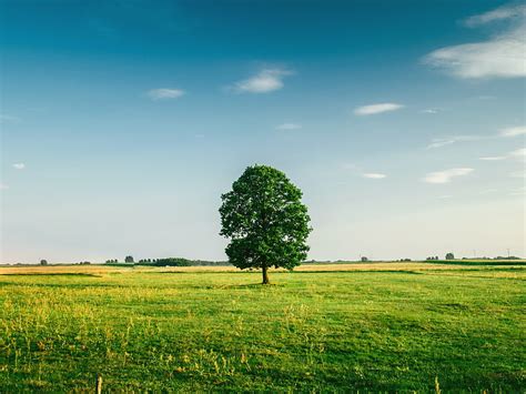 Hd Wallpaper Nature Trees Landscape Sky Clear Sky Clouds Grass Field Wallpaper Flare