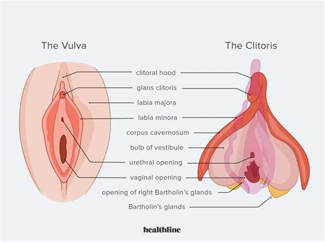 A Guide To Female Anatomy Babeshows Uk Babeshows And Babe Channels