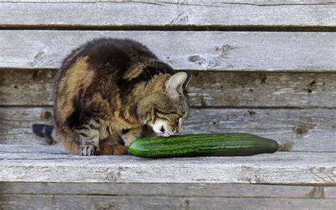 Why Do Cats Hate Cucumbers? Explained By A Vet - Cats.com