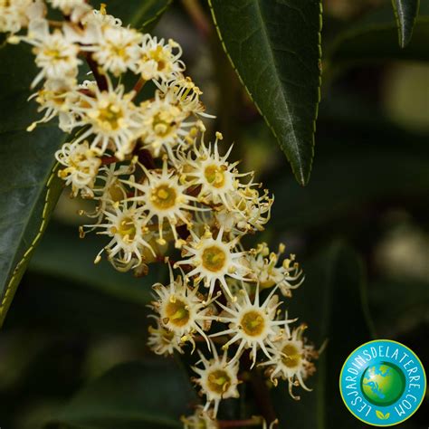 Laurier Du Portugal Prunus Lusitanica Angustifolia