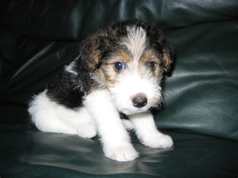 Wire Fox Terrier Info Temperament Grooming Puppies Pictures