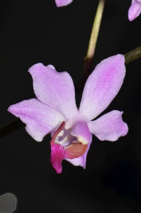 Phalaenopsis pulcherrima – eFlora of India