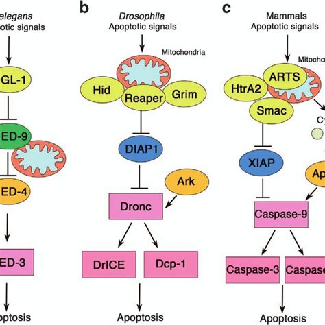 PDF Caspase Dependent Non Apoptotic Processes In Development