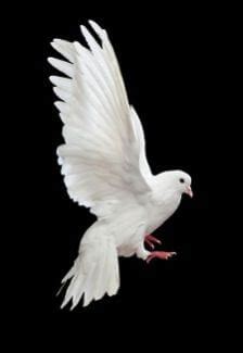 Dove landing - A CATHOLIC MOMENT