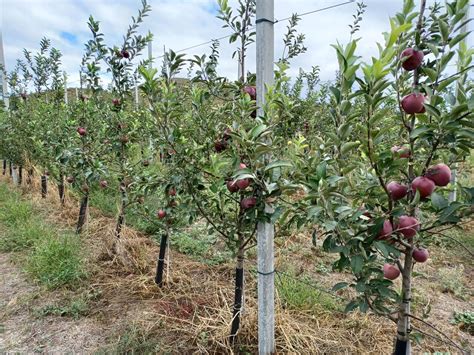 Съдиево, Овощна градина ябълки и круши Овощна градина 4230 кв.м ...