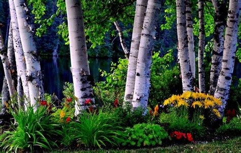 17 Birch Tree Varieties - Types of Birch Trees - Garden Gear Shop