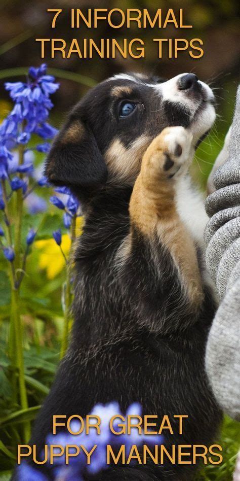 7 Ways To Improve Your Dogs Behavior In A Week The Happy Puppy Site