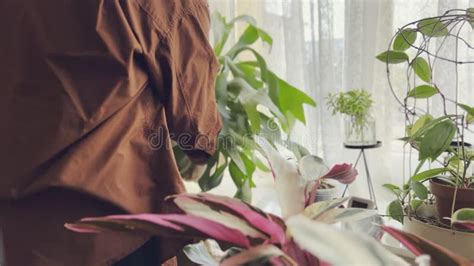 Watering Staghorn Fern House Plant With A Shower In A Bathroom Stock