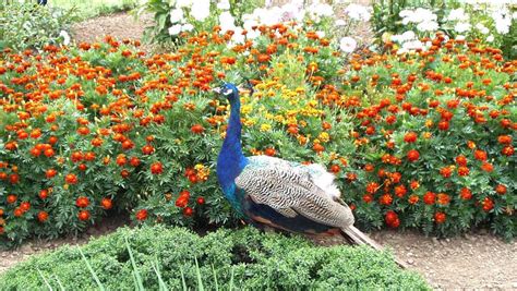 Заповідник Асканія-Нова