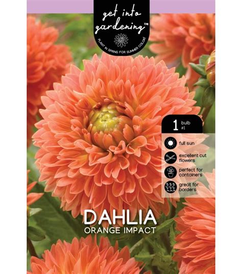 Van Zyverden Orange Impact Tuber Dahlia Wilco Farm Stores
