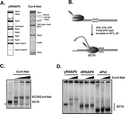 The multifunctional Ccr4–Not complex directly promotes transcription ...