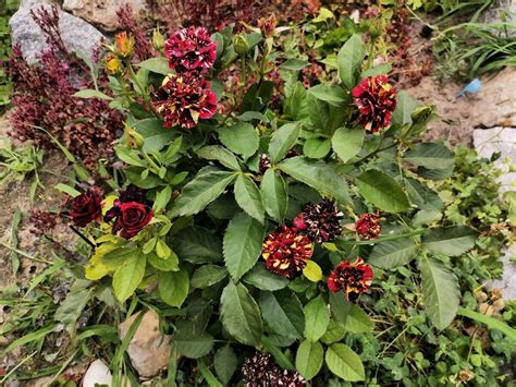 🍂Роза - самая любимая среди всех сортов - Абра Кадабра | 🍁Чудесатый сад ...