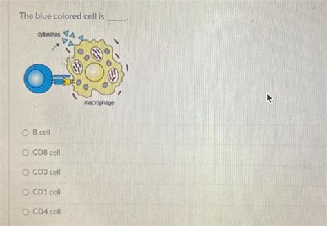 Solved The blue colored cell is B cell CD8 cell CD3 cell CD1 | Chegg.com