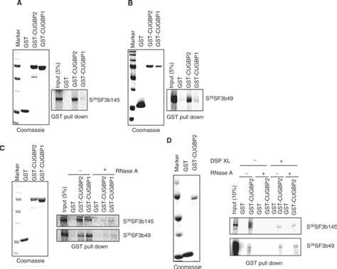 CUGBP2 binds directly to SF3b145 and SF3b49. (A) GST-CUGBP2 and ...