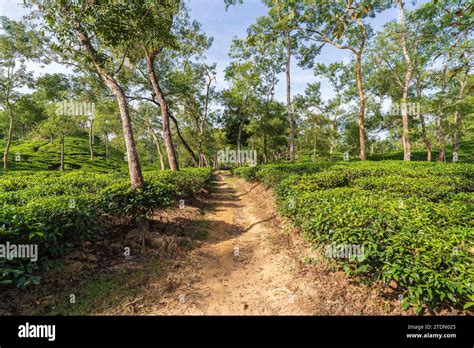 sylhet bangladesh  res stock photography  images alamy