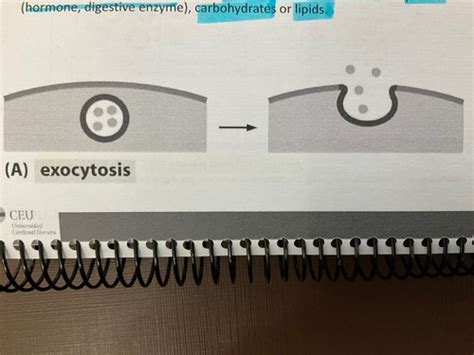 Chapter 8 The Golgi Complex And Vesicular Transport Flashcards Quizlet