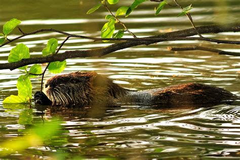 DIE NUTRIA - [ NATURSCHUTZruhr ]