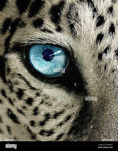 Animal Eye Close Up