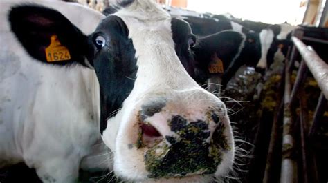 Qué es la enfermedad de la vaca loca que atormenta a Brasil y despierta