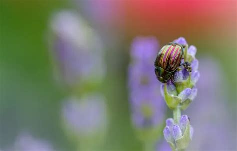 Обои цветок, макро, сиреневый, жук, насекомое, полосатый, лаванда ...