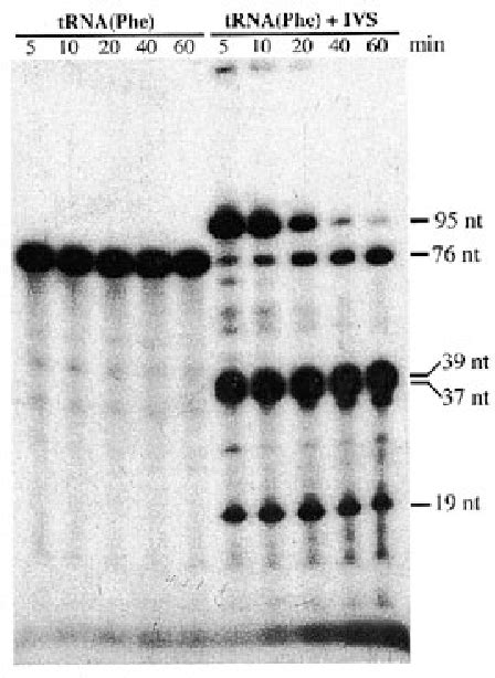 Pleiotropic Effects Of Intron Removal On Base Modification Pattern Of