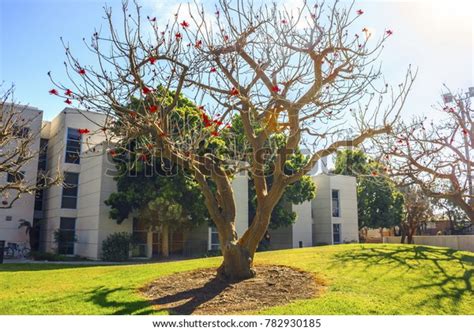 Beautiful Naked Coral Tree Erythrina Coralloides Stock Photo