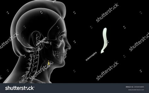 Human Epiglottis Bone Anatomy 3d Illustration Stock Illustration