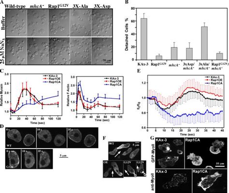 Rap1 control of myosin and the cell cortex. (A) Cell morphology after ...
