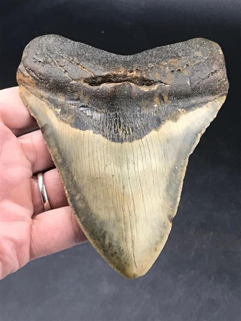 Sold Price: Megalodon, Tooth, Fossil, Natural, Collectible, Specimen ...