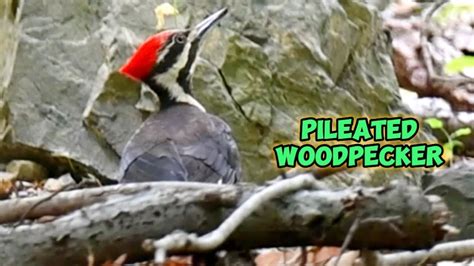 Pileated Woodpeckerthe Biggest Woodpecker In North America Foraging