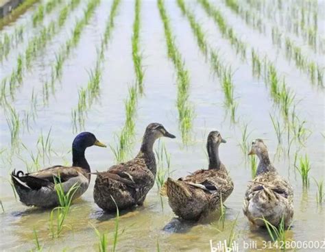 禽医王老师谈蛋鸭浆膜炎症状和治疗方法 肉鸭浆膜炎怎么办 哔哩哔哩