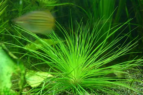 Eriocaulon "Dekabosi" - New Plants for Planted Aquariums - Aquatic ...