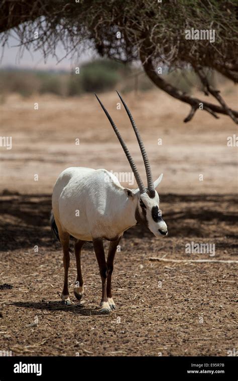 Curious Arabian Oryx Stock Photo Alamy