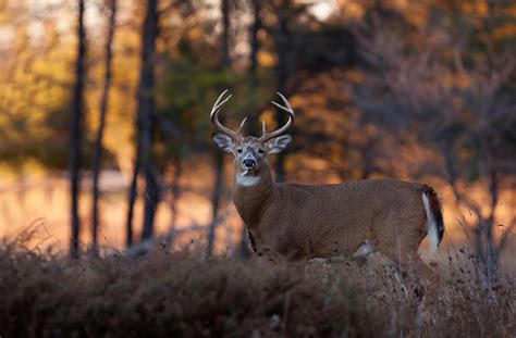 Deer Hunting Tips | Guidefitter