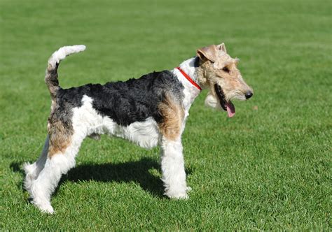 Breed Profile Wire Fox Terrier Gilbertson And Page Dog Cat And