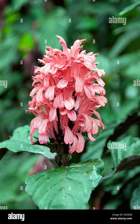 Justicia Hi Res Stock Photography And Images Alamy