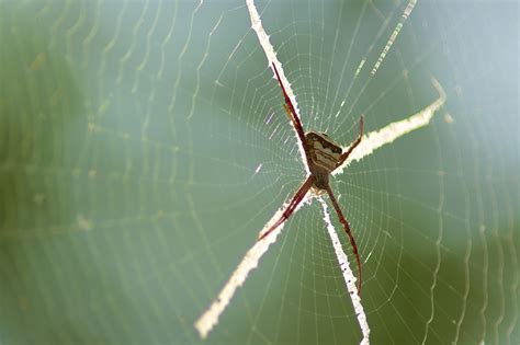 Spider Spinne Insekt Kostenloses Foto Auf Pixabay Pixabay