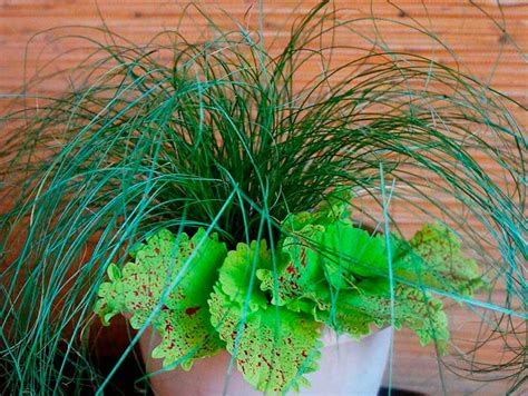Комнатное растение Осока — фото, описание и уход. Вредители и болезни ...