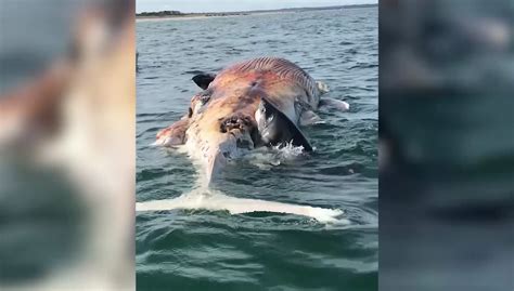 Sharks Eating Whale On Beach