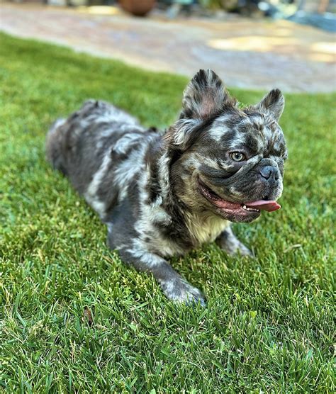 French Bulldog Dog Breed Information & Characteristics