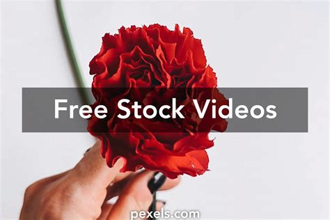Bride Green Background Videos Download The Best Free 4k Stock Video